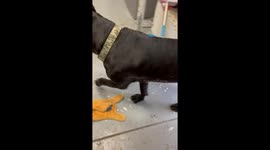 Dogs Demonstrate Just How Many Feathers are in a King Size Pillow