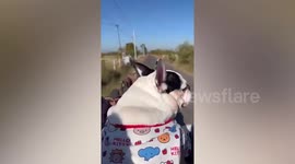 Pet French bulldog enjoys riding farm tractor with family