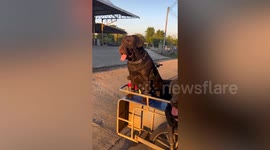 Three pet Labrador dogs pack motorcycle sidecar while travelling with owner