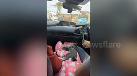 Pet cats sleep comfortably on makeshift beds beside driver while travelling with family