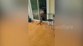 Wild monitor lizard peers through glass door trying to go inside family's home