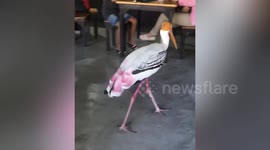 Painted stork bird walks through restaurant and steals boy's meatball at zoo