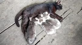 baby kittens enjoying their mother's milk