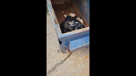Raccoon Patrol Rescues Another Raccoon