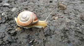 This is a video about a snail. Especially for nature lovers :P