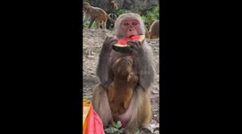 Monkey like to eat watermelon very sweaty || feeding watermelon to hungry monkey