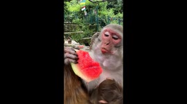Monkey eat watermelon looking cute || monkey love watermelon