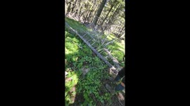 Surprise Proposal In The Forest