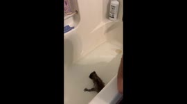 Baby Raccoon's First Bath