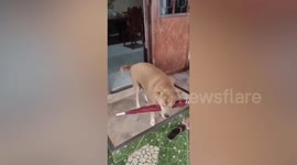 Helpful pet dog carries umbrella in mouth but gets stuck in doorway