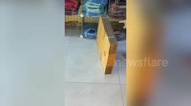 Baby monitor lizard caught hiding under clothes shop shelves in Thailand