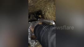 Kitten trapped under kitchen tiles inside drain pipe rescued by resident