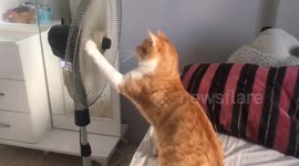 Curious cat mesmerised by electric fan's spinning blades