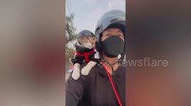 Sweet pet cat sits on owner's shoulder while riding motorcycle