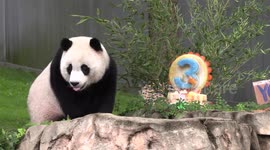 Giant panda cub Xiao Qi Ji celebrates 3rd birthday at U.S. zoo