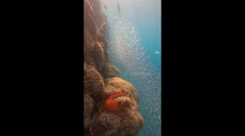 Beachgoers delighted with a SPECTACULAR show of harmony by gorgeous schools of fish