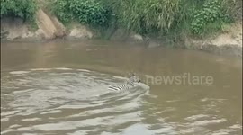 Unlucky zebra escapes crocodile attack only to be caught by lion on riverbank