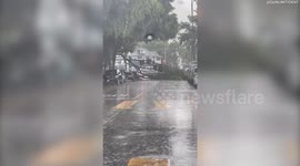 Tropical Storm Hilary: Video shows fallen tree in Los Angeles