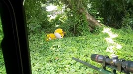 Zoo staff dress as tiger while being shot with toy rifle in escape drill