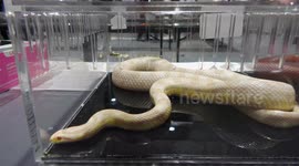 Daring visitors at Bangkok's Pet Expo have pythons wrapped around their shoulders