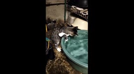 Cat left enchanted by owner's paddling pool