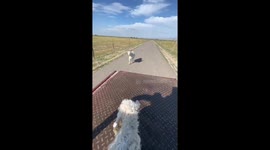 Mother Sheep Chases Car to Follow Her Newborn Lamb in China