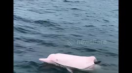 Endangered pink dolphin dances off China's coast