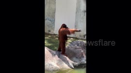 Orangutan demands food from zoo visitors by casually extending extending its arm