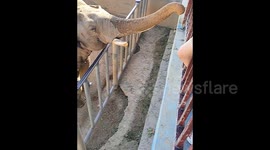 Smart elephant in wildlife park returns lost shoe to tourist in China
