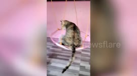 Creative cat owner makes awesome swings from converted fan covers