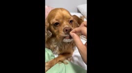 Very Old Dog Has A Snack
