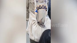 Baby kangaroo sticks head out of caretaker's artificial pouch in Japan