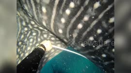 Japanese divers measure zoo whale shark's girth during health check-up