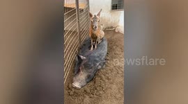 Patagonian mara sits comfortably on top of boar at a zoo in Japan