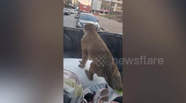 Wild monkeys rummage through pickup truck cargo in Thailand
