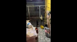Clever Dog Climbs Over Fence