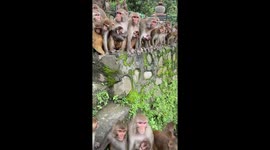 Monkey Feeding Time