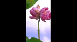 Rare twin lotus flowers spotted in China's Dali