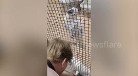 Cockatoo bird pulls hair of zoo-goer greeting them from outside enclosure