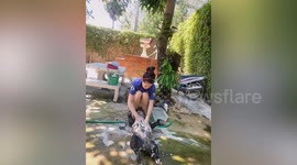 Pampered American bully dog lays on back while owner massages him with soap