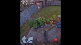 Black Bear Balances on Backyard Fence