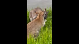 Wallabies Hug And Play