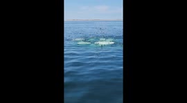 Whalewatching In The Atlantic