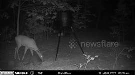 Raccoon Startles Deer in Late-Night Encounter