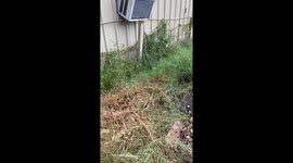 Man Rescues Crying Kitten After Rainstorm