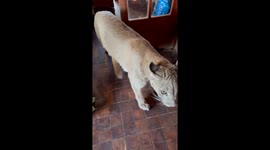 Blind Puma Rescued To Be A Housecat