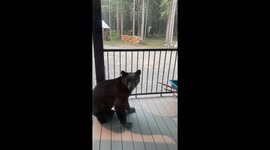 Spooked Black Bear Breaks Through Porch Railing