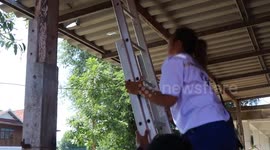 Terrified pensioners find python family nesting on their roof