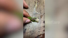Pet owner performs DIY surgery to remove gruesome parasitic worm from grasshopper