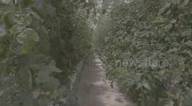 Pan from right to left to capture tomatoes and vegetables in a greenhouse in Jingyuan County, Gansu Province.